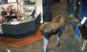 Moose helps itself to popcorn at Alaska movie theater