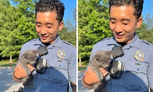HCPD officer rescues kitten stuck under car on Route 29
