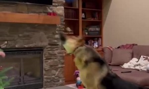 Frisky pup has a blast playing with a balloon 