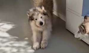 Malamute pups melodiously 'awoo' alongside mom's song