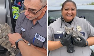 Police rescue kitten wandering Las Vegas highway