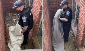 Police rescue baby deer trapped in window well
