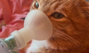 Cat takes his inhaler like a champ