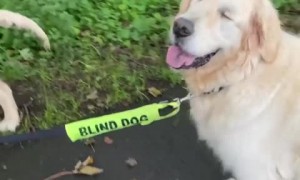 Pup successfully leads blind dog on a leash