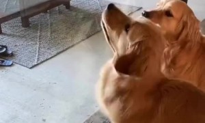 Bug-chaser dogs get totally bamboozled by pesky fly 