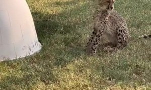 Lazy cheetah chooses snoozing over sprinting 