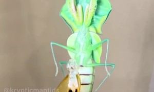 Insane praying mantis transformation will blow your mind