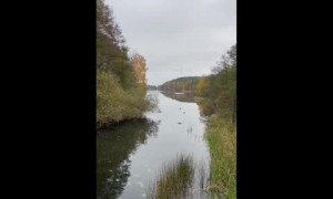 Flying swan hits unexpectedly into a pole in mid-air