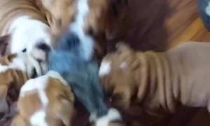 Puppy playtime never looks so fun!