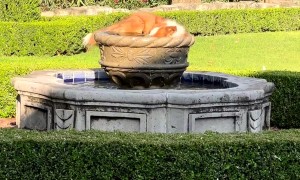 Dog plays in elegant water fountain