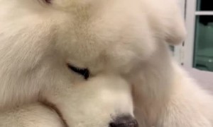 Pup goes through adorable sniffing test