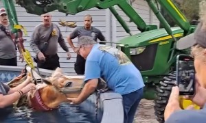 Firefighters rescue horse from pool in Florida