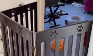 Kitten attempts to make explosive leap to freedom