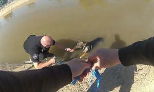 Glendale police officer uses pumpkin muffins in dog rescue