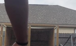 Goat incredibly escapes pen with ease