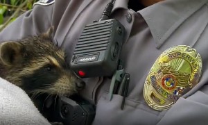 Boulder Police Rescue Family of Raccoons After Flood