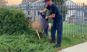 Wedged deer rescued from bars of metal fence
