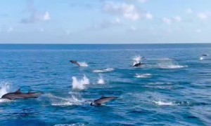 Unforgettable experiences with playful dolphins in the Maldives