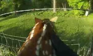 State trooper rescues fawn caught in fence