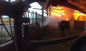 Police Officer rescues three cows trapped in barn fire