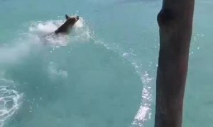 Crazy dog tries to ride shark in French Polynesia