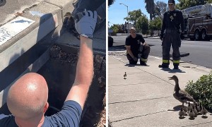 Firefighters rescue ducklings from storm drain