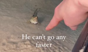  Muddskipper's tiny head playfully follows the finger 