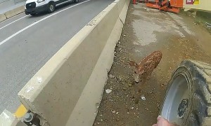 Ohio State Highway Patrol troopers rescue lost fawn on busy highway