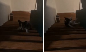 Corgi's first time trying to climb steps didn’t go as planned