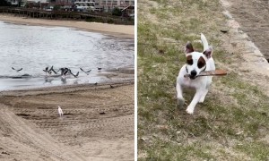 Jack Russell goes on an epic bird-chasing adventure