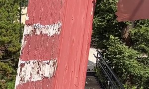 Bear Visitor At Breckenridge Restaurant