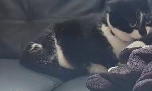 When Your Tail Won't Mind Its Business