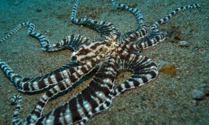 Octopus Disappears Into a Hole