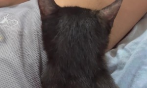 Kitten Is Fond Of Armpits