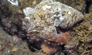 Octopus Disguises Itself As Seashell