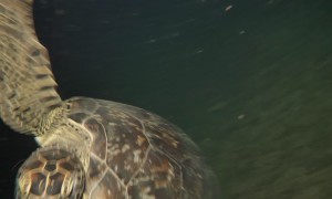 Turtle Attacks Diver's Camera