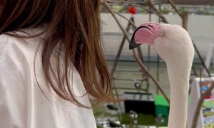 Flamingo Nibbles From Behind