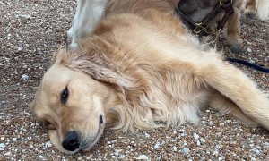 Golden Retriever And Ponies Are Best Friends