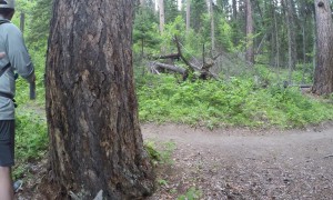 New Family Encounter Black Bear On Trail