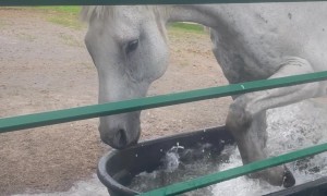 Horse Splashes In Her Trough