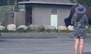 Guy Trapped in Bathroom by Bison