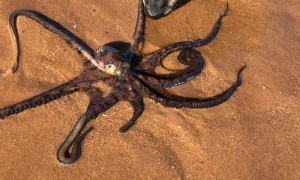 Curious Dogs Sniff Calm Octopus