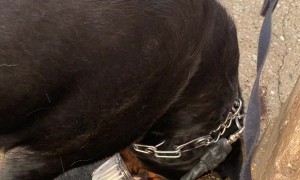 Vera Takes Susan's Ice Cream Cone