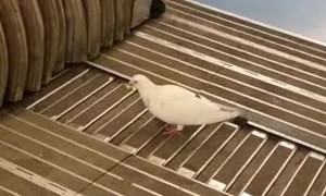 A Pigeon's Morning Commute