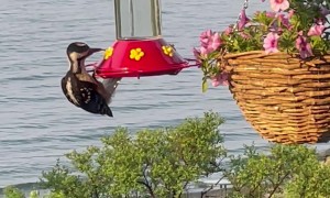 Woodpecker Pretends To Be A Hummingbird