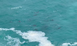 Dolphin Pod Plays At Bunda Cliffs