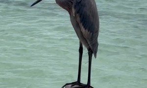 A Reddish Egret In Riviera Maya