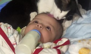 Cat Gently Grooms Blessing