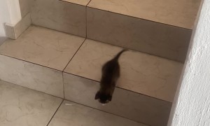 Kitten Hops Down the Stairs