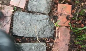 Pug Turns Possessed Over Pizza